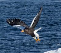 Steller Sea Eagle